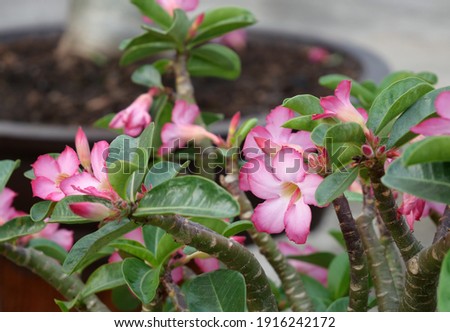  Beautiful Pink adenium flower ( Desert Rose flower) on tree in garden