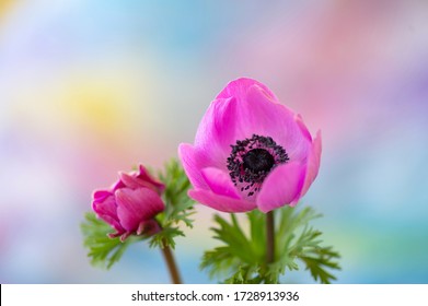 Beautiful pink anemone close up