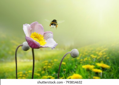 Beautiful pink anemone flower on  spring yellow meadow and flying bumblebee macro on soft blurry light green background. Concept hot summer in sunshine in nature, bright warm soulful artistic image - Shutterstock ID 793814632