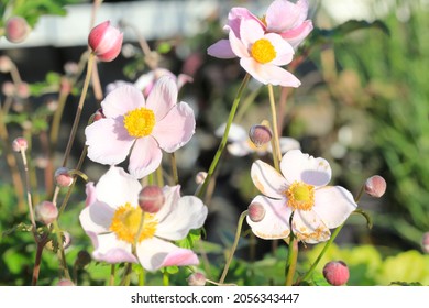 Beautiful Pink Anemone In Sunny September