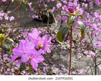 Beautiful pink azalea flowers in garden. Delicate flowers Rhododendron bush in spring park. 