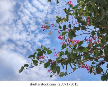 Beautiful pink Bauhinia or Hong Kong orchid blooming on a tree with a bright blue sky background. - Powered by Shutterstock