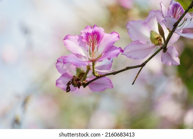 Beautiful pink Bauhinia variegata flower blossom in the spring