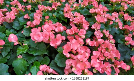 96 imagens de Begonia obliqua Imagens, fotos stock e vetores | Shutterstock