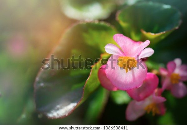 Beautiful Pink\
Begonia flower aganist sunlight, spring blossom, sunny day. Pink\
Begonia flower flying in\
sunlight