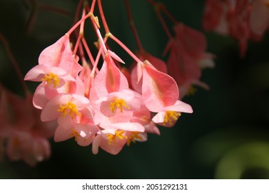 Fuchsia Begonia 图片 库存照片和矢量图 Shutterstock