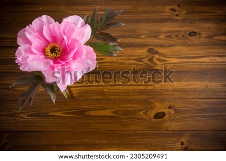 beautiful pink big tree peony flower isolated on woodenbackground