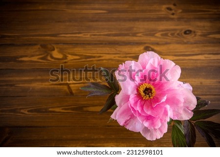 beautiful pink big tree peony flower isolated on woodenbackground