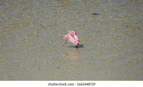 Beautiful Pink Bird In A Lake On Cozumel. Birds Of Mexico
