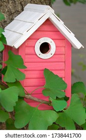 A beautiful pink birdhouse hanging outdoors  in a ginkgo tree in the garden