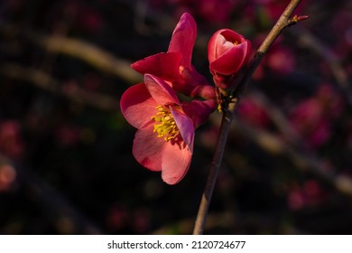 Beautiful 
Pink Bloming Quince Branch