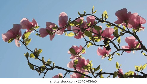 Beautiful pink blooming magnolia tree against blue sky. Branch of magnolia blossoms in the spring season - Powered by Shutterstock