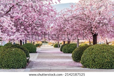 Beautiful pink blooming sakura trees alley in park at springtime. Cherry blossom trees among green formed bushes.