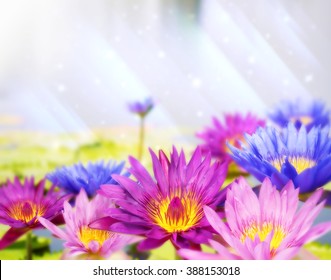 Beautiful pink blue purple lotus flower floating in water