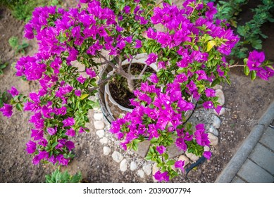Beautiful pink Bougainvillea flower (Bougainvillea spectabilis) in the garden