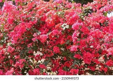 A Beautiful Pink Bougainvillea Vines On A Sunny Day