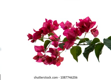 14,160 Bougainvillea on wall Images, Stock Photos & Vectors | Shutterstock