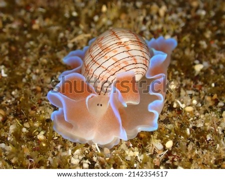 Beautiful pink bubble snail in Reunion island during night dive