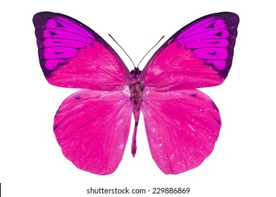 Watercolor Pink Butterfly Isolated Illustration Stock Illustration ...