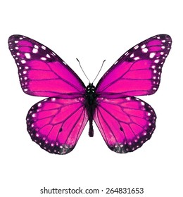 Beautiful Purple Butterfly Isolated On White Stock Photo 264831650 ...