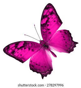 Beautiful Pink Butterfly Upper Wing Profile Stock Photo 278297996 ...