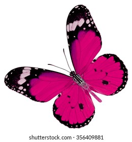 Beautiful Pink Butterfly Upper Wing Profile Stock Photo 356409881 ...