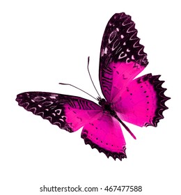 Beautiful Pink Butterfly Upper Wing Profile Stock Photo (Edit Now ...