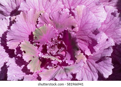 Beautiful pink cabbages.