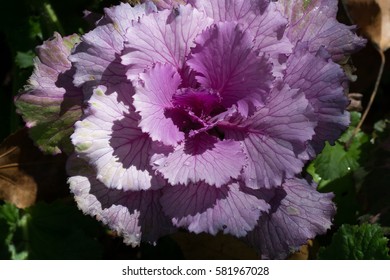 Beautiful pink cabbages.