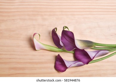 Beautiful pink calla lilies 