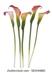 Beautiful pink calla lilies on white background