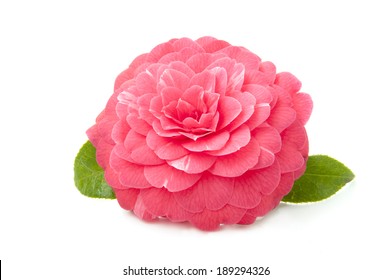 Beautiful Pink Camellia