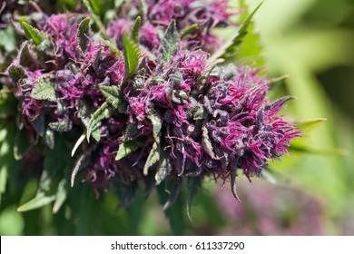 Beautiful Pink Cannabis Flower