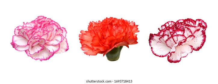 カーネーション 花 の写真素材 画像 写真 Shutterstock