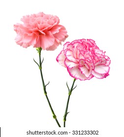 Flower carnation How to