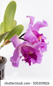 Beautiful pink Cattleya orchid flower isolated on white background