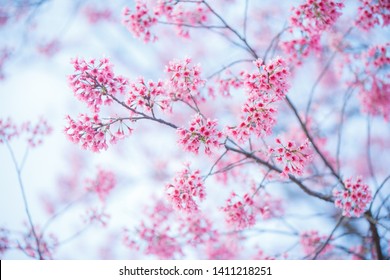 Cherry Blossom Images Stock Photos Vectors Shutterstock