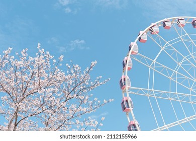 Beautiful pink cherry blossoms and pink Ferris wheel isolated with blue sky background, spring flowers series. - Powered by Shutterstock