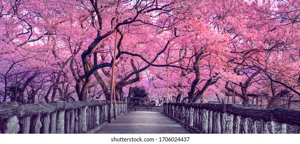 Schöne rosafarbene Kirschbäume blühend extravagant am Ende einer Holzbrücke in Park, Japan, Frühlingslandschaft der japanischen Landschaft mit erstaunlichen Sakura (Kirschblüten)