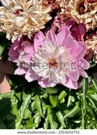 Beautiful, pink chinese peony flowers are blooming in the garden.