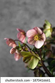 Beautiful Pink Christmas Rose Flower.  Winter Flowering Plant For Use In Pots And Planters. Copy Space.  (Helleborus X Glandorfensis)