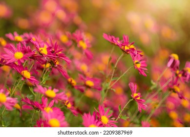 Beautiful Pink Chrysanthemum As Background Picture. Wallpaper With Chrysanthemums, A Bouquet Of Chrysanthemums