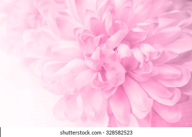 Beautiful Pink Chrysanthemum Flowers In Soft Style For Background