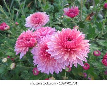 a beautiful pink chrysanthemum flowers in a summer garden was captured on camera from close up - Shutterstock ID 1824901781