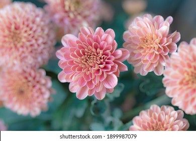 Beautiful  pink chrysanthemums close up in autumn Sunny day in the garden. Autumn flowers. Flower head - Powered by Shutterstock