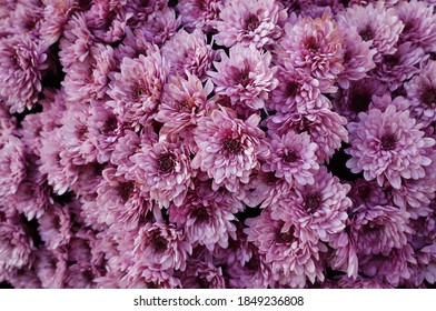 Beautiful pink chrysanthemums in full bloom                                            