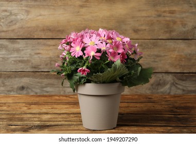 Beautiful Pink Cineraria Plant In Flower Pot On Wooden Table