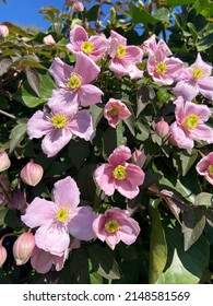 Beautiful Pink Clematis Bloom In Germany Garden In Sunny Street. Perfect Spring Season