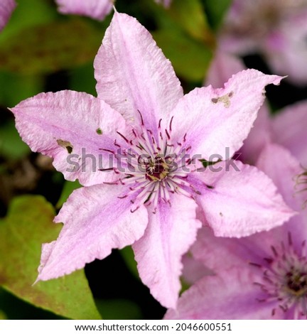 A beautiful pink Clematis 'Hagley Hybrid' flower