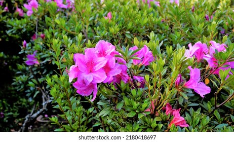 Beautiful pink color flowers of Rhododendron simsii also known as Azalea, Rhododendron, Pot Azalea. Landscape and wallpaper background.